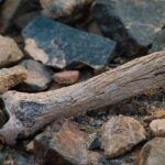 Osteoporosi: minerale essenziale per la salute delle ossa.