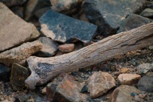 Osteoporosi: minerale essenziale per la salute delle ossa.